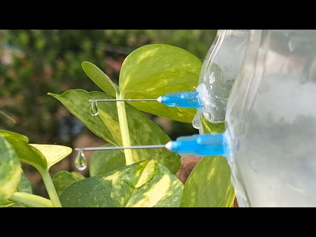 Economical Plant Watering Hack: Using a Syringe Needle and Bottle