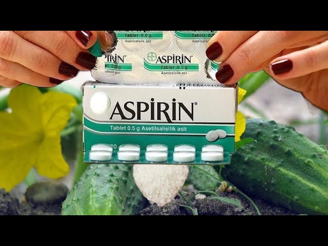 Boost Your Garden’s Bounty with Just One Aspirin!
