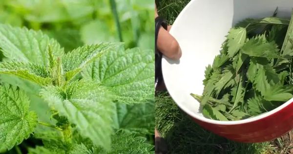 The Magic of Nettle Fertilizer and Insecticide: Boosting Your Garden Naturally