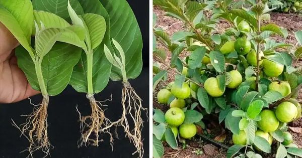 Growing Guava Trees from Guava Leaves Made Easy