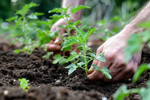 planting tomatoes in home garden