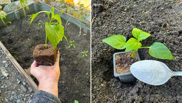 7 Amazing Secrets to Grow Peppers Faster, Bigger, and Better: Tips for the Experienced Gardener