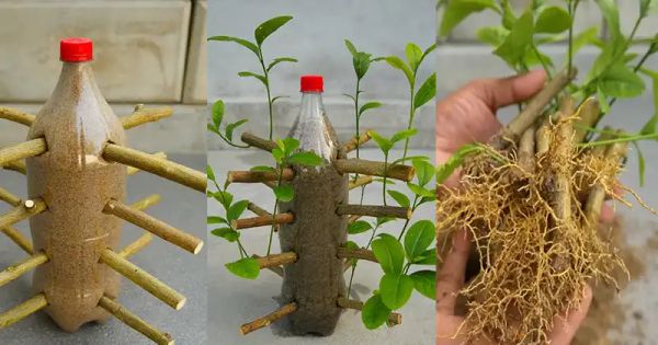 A Hassle-Free Method to Grow Your Own Lemon Trees from Cuttings