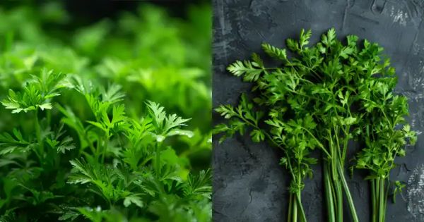 Discover the Hidden Gem: The Surprising Health Benefits of Carrot Tops