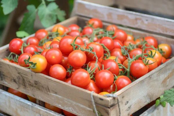 Growing Tomatoes: A Complete Guide for a Bountiful Harvest