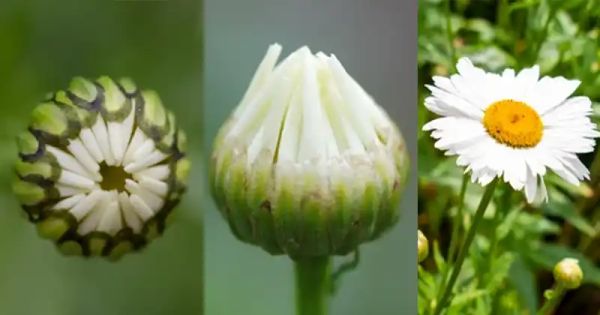 Daisy Delights: Exploring the Edible and Medicinal Wonders of Daisy Buds
