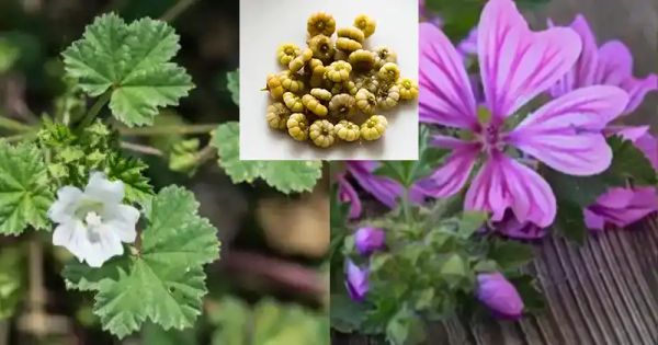 The Gentle Giants: Malva Neglecta and Malva Sylvestris in Traditional and Modern Wellness Practices