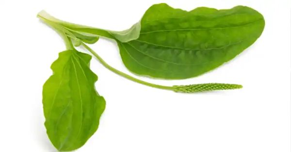 Broadleaf Plantain Essence