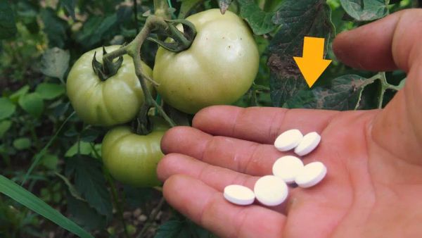 Vegetable Garden Tips: Achieve Massive, Red, Juicy Tomatoes with This Simple Addition
