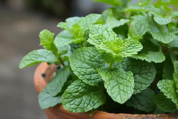 mint plant in a pot at home