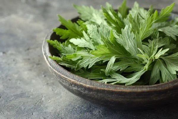 Mugwort for Anxiety and Stress Relief