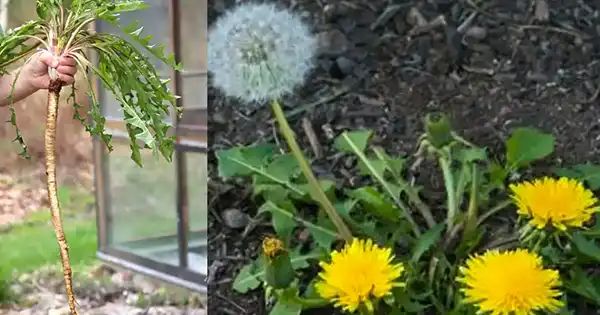 Uncovering the Hidden Power of Dandelion Roots