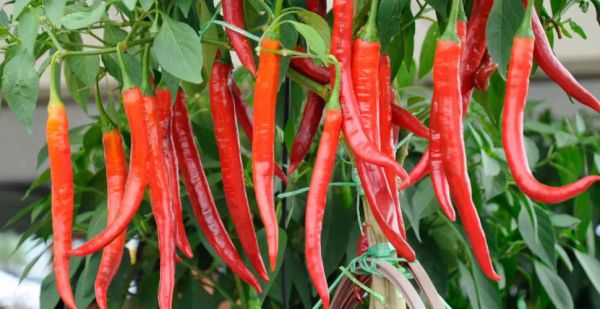 Growing Chili Peppers in Pots: Never Buy Pepper Again