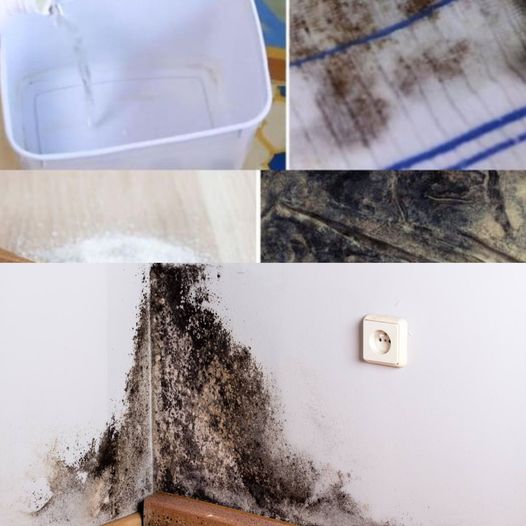 A Simple Solution for Fighting Mold – Step-by-Step Guide