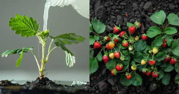 Boosting Early Strawberry Yields with a Simple, Homemade Fertilizer