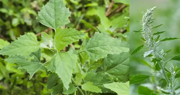 Lamb’s Quarters/Wild Spinach: The Underestimated Superfood with Maximum Health Benefits