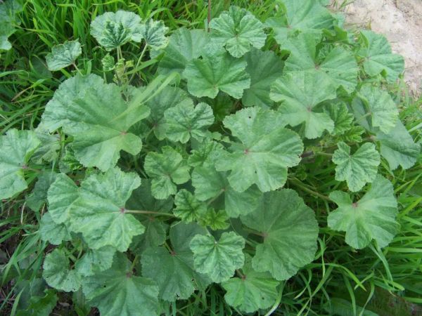 Common Mallow Plants: A Hidden Treasure for your Health