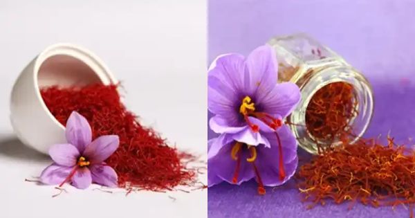 Growing Saffron in Containers: A Guide for Home Gardeners