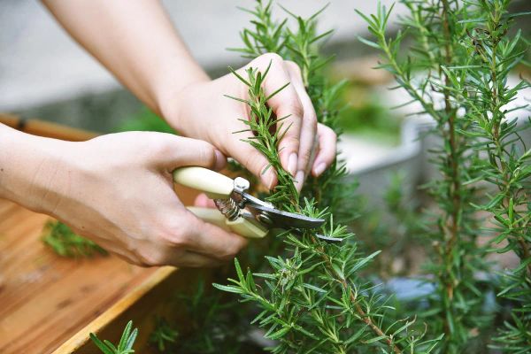 Rosemary: Never Wilt Again – Unveiling the Gardeners’ Secret