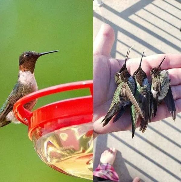 The Importance of Cleaning Your Hummingbird Feeders