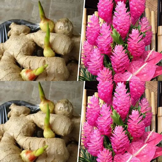 Ginger: A Guide to Growing and Blooming at Home