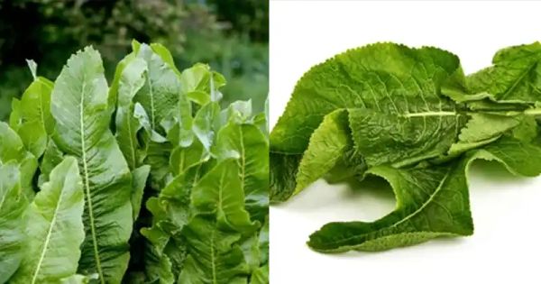 Discover the Incredible Benefits of Horseradish Leaves: Your Path to Health and Culinary Delight