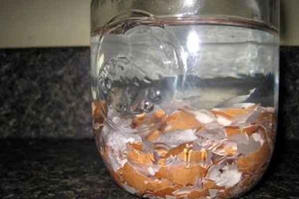 Unlocking the Benefits of Soaking Eggshells in Water