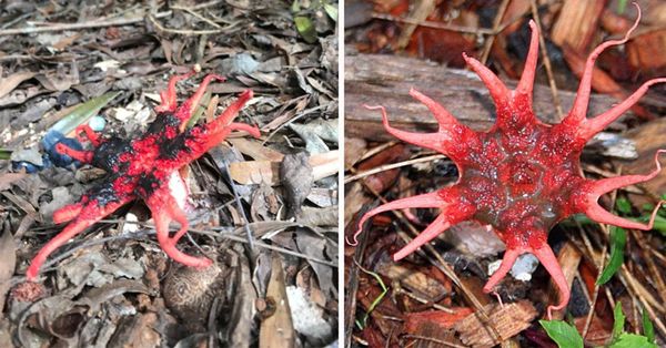 Hiker Discovers Mysterious Alien-Like Creature with a Creepy Smell