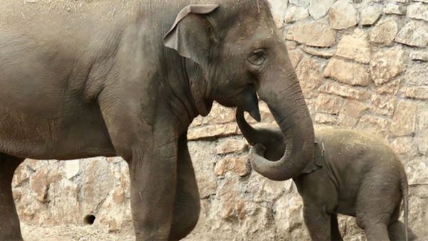 Funeral Procession of Elephants: A Touching Display of Grief