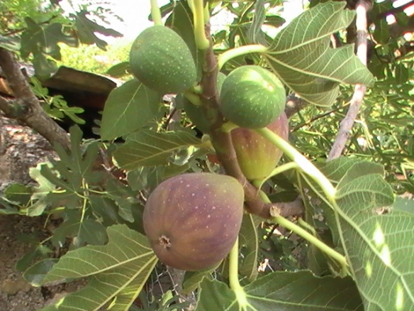 Unlocking the Hidden Value of Fig Leaves: A Natural Pharmacy in Your Garden