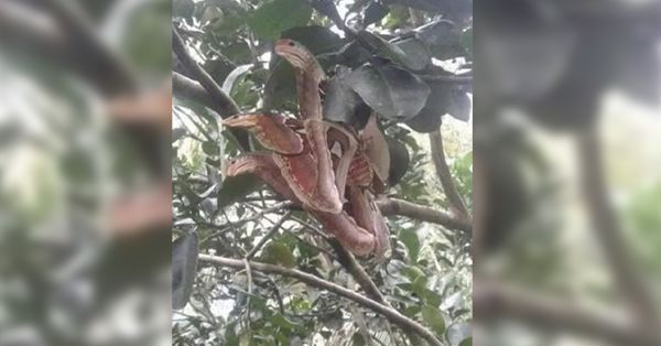 Angry-looking ‘snakes’ spotted lurking in tree, but everything is not as it seemed