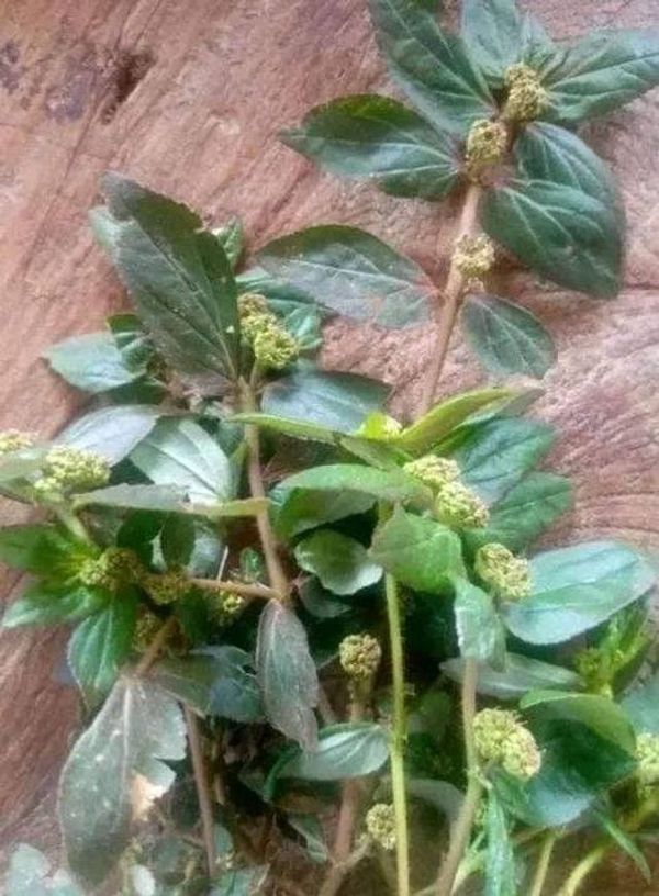 The Miraculous Plant: A Natural Remedy for Various Diseases