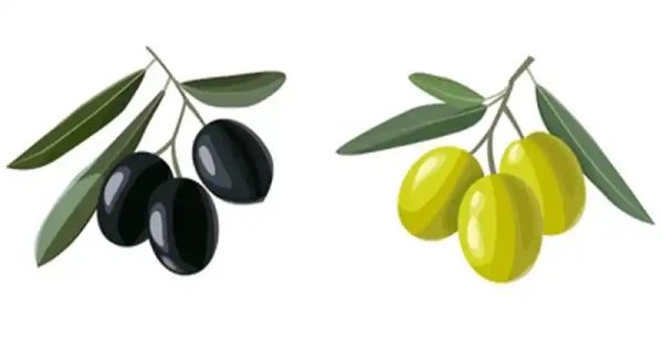 The Amazing Power of Olive Leaves: Boost Your Health Naturally