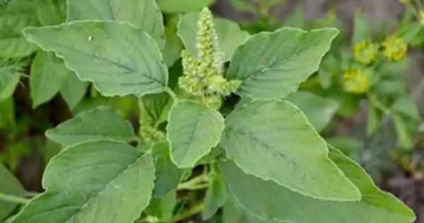 The Hidden Gem in Your Garden: Discover the Health Benefits of Pigweed