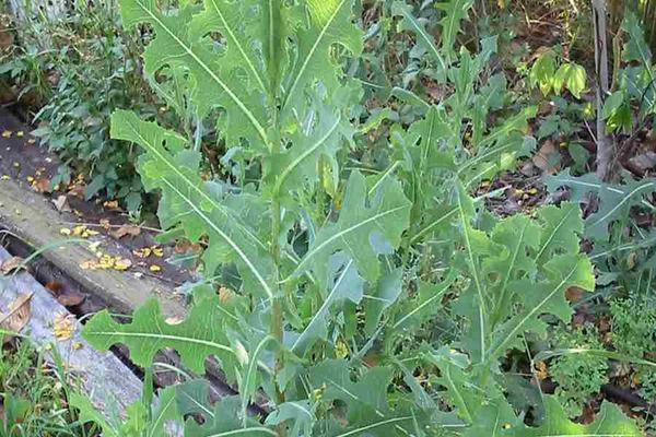 Discovering the Health Benefits of Wild Lettuce