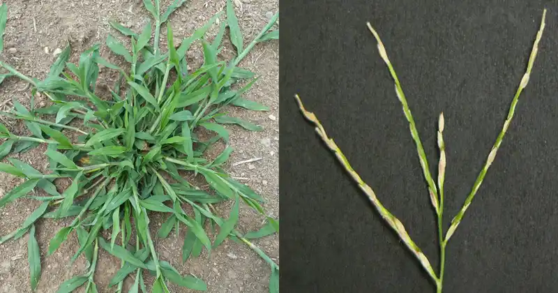 The Hidden Power of Crabgrass: The Unpretentious Wonder of Nature