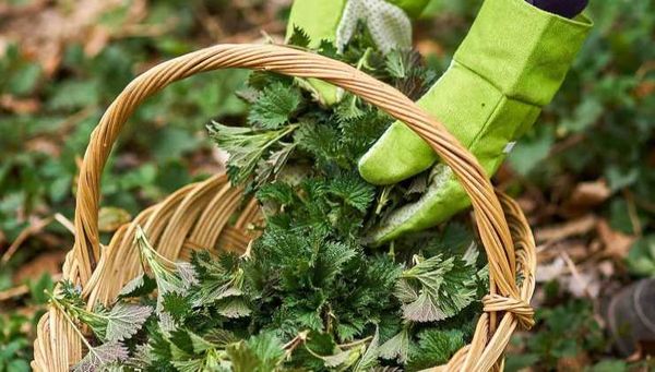 Nettle natural fertilizer and insecticide Nettle natural fertilizer and insecticide