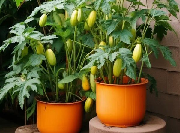 Papaya in pots