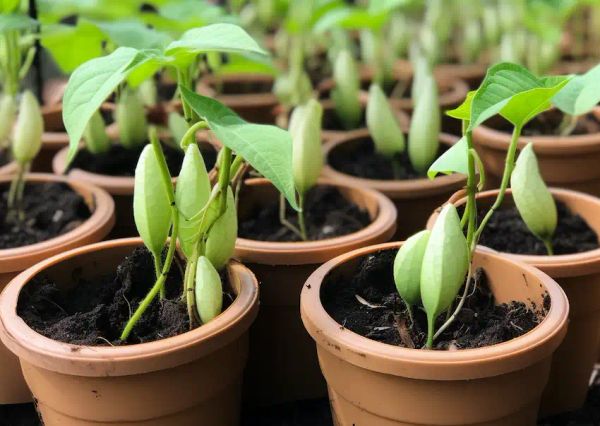 planting chayote in pots