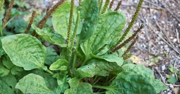 Broadleaf Plantain