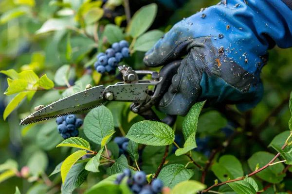 Basics of Blueberry Bush Pruning