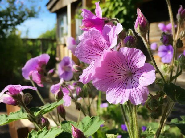 Image: Malva neglecta