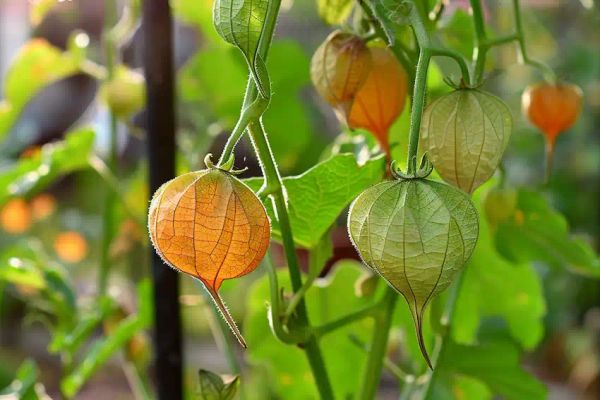 canapum physalis in home garden