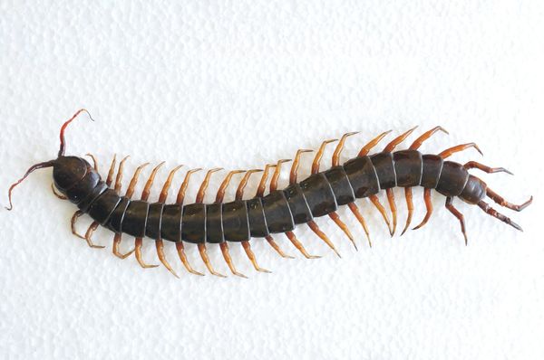 A centipede on a white background.