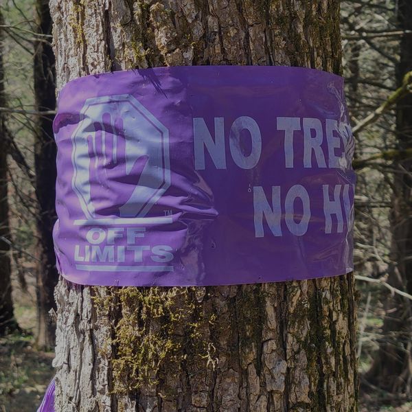 A purple fence post marked with no trespassing paint